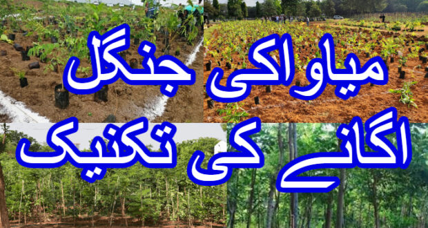 میاواکی جنگل اگانے کی تکنیک
